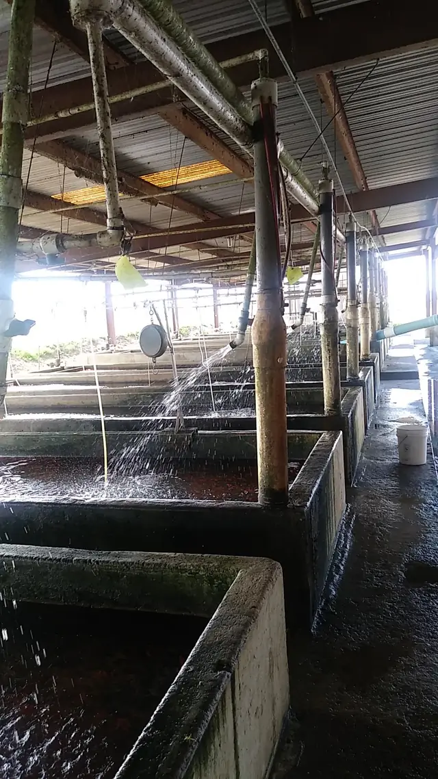 Spray bars aerating the concrete raceways inside the hatchery