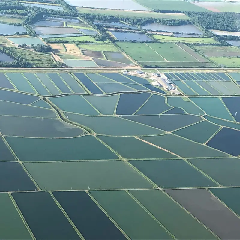 Aerial view of the grid of rectangular fish ponds at Anderson Minnow Farm outside Lonoke