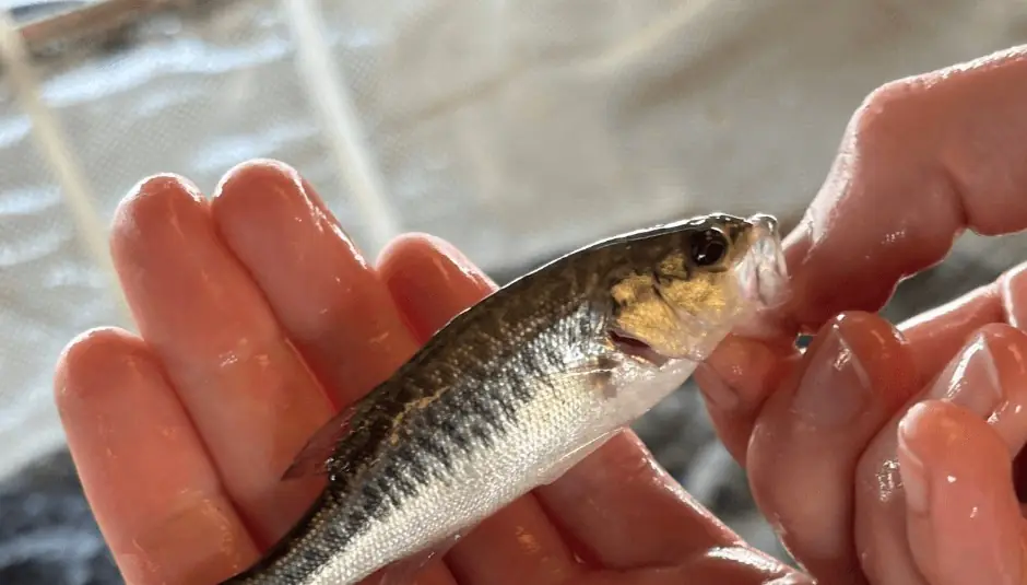 A juvenile largemouth bass held in a palm over the tank