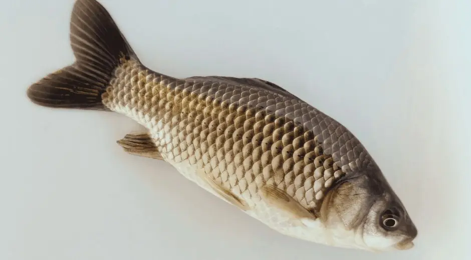 A single Black Salty baitfish, side view