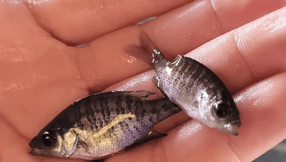 Two young bluegill held in a wet palm