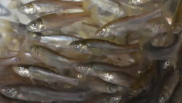 Fathead minnows massed in a tank