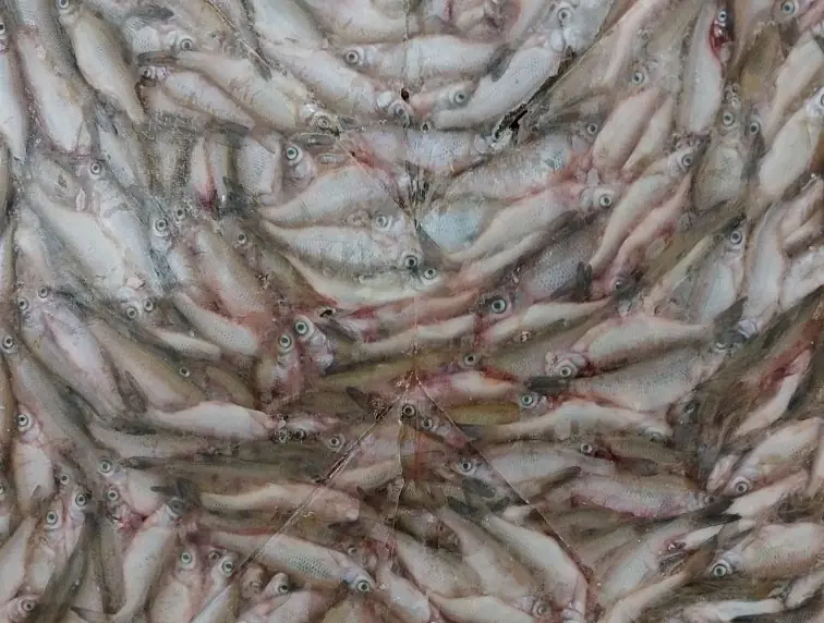A frozen solid block of minnows