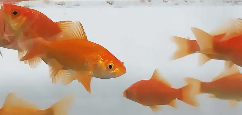 Goldfish swimming in a clear holding tank
