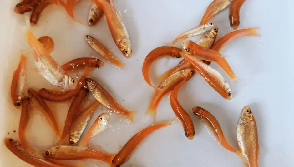 Pink fathead minnows in a white bucket