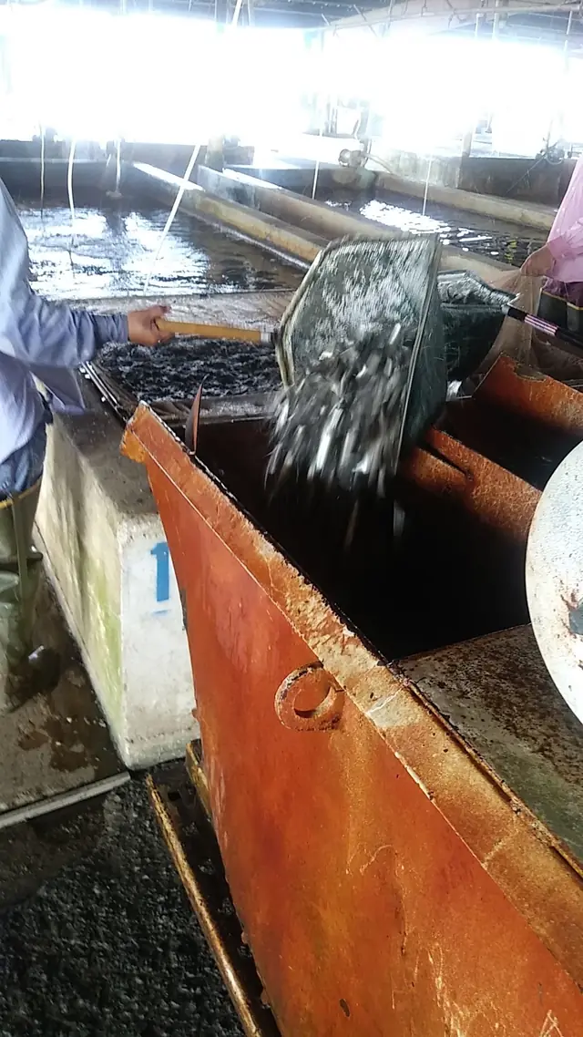 A farm hand tips a net of live minnows into a grading tank