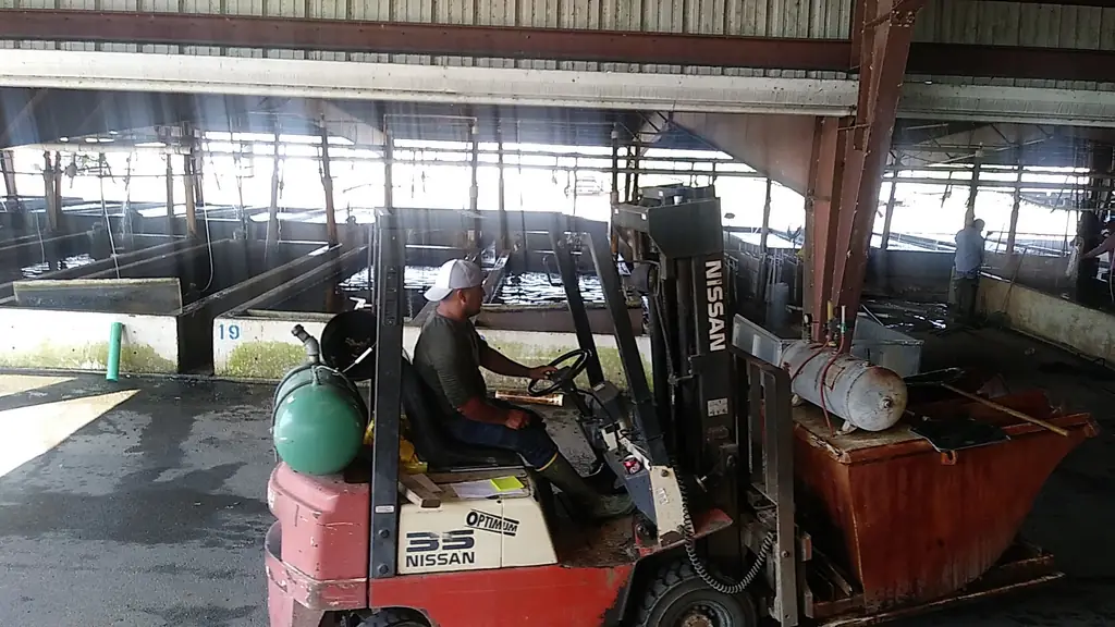 Forklift operator loading at the hatchery