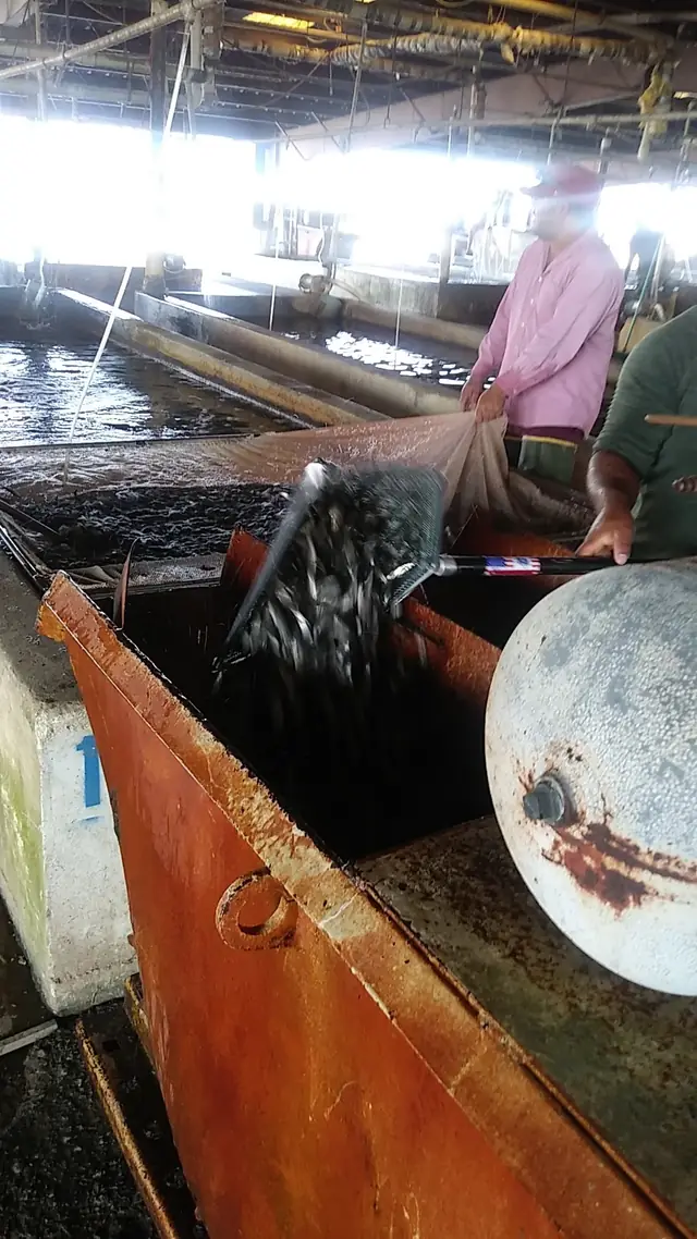 Two workers netting minnows at the tank
